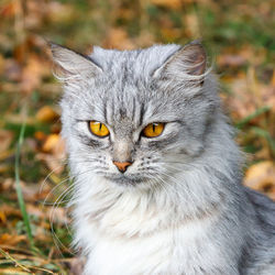 Portrait of cat on land