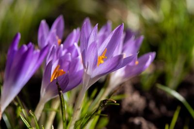 Close-up of purple crocus flowers growing on field