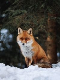 Fox on field