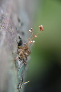 Close-up of flower buds