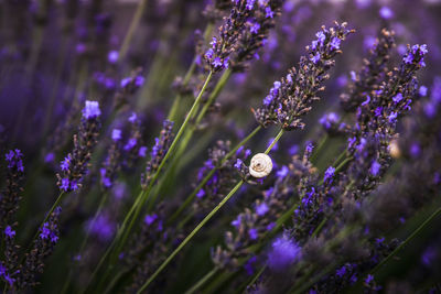 Close-up of insect on purple flowering plant