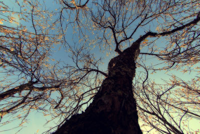 Low angle view of bare tree against sky