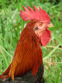 Close-up of rooster