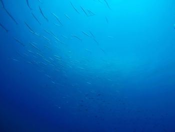 Fish swimming in sea