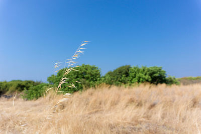 Close-up of wheat growing on field against blue sky