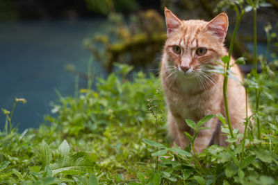 Portrait of a cat