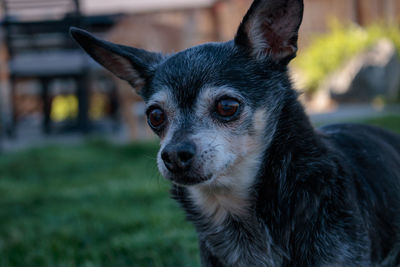 Close-up of a dog looking away