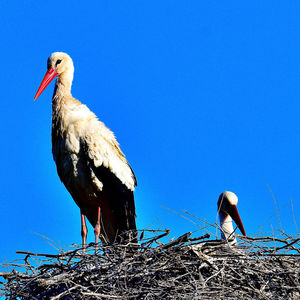 white stork