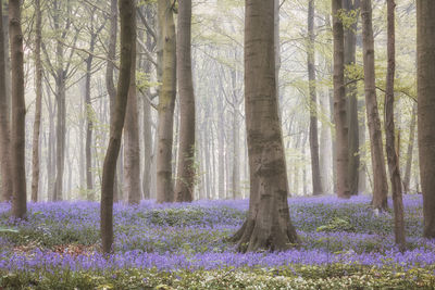 View of purple flower trees in forest