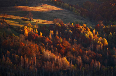 Trees on landscape during autumn