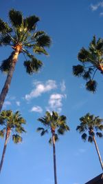 Low angle view of coconut palm trees against blue sky