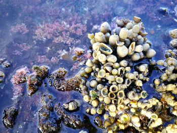 View of shells on sea shore