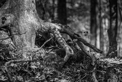 Close-up of lizard on tree trunk in forest