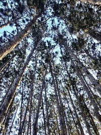 Low angle view of trees in forest