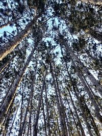 Low angle view of trees in forest