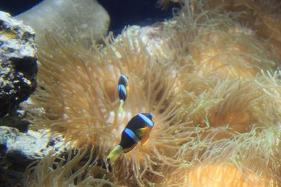 Close-up of fish swimming in sea