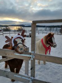 Pony standing on railing against sky during winter