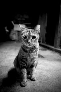 Portrait of cat sitting on floor