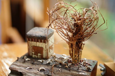 Close-up of model house and dried plant