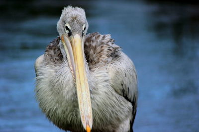Close-up of a pelican against blurred water