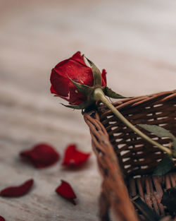 Close-up of red rose