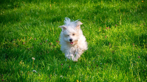 White dog running on grass