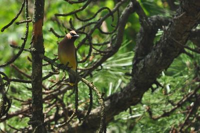Bird perching on a tree