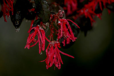 Close-up of wet red leaves on plant during rainy season