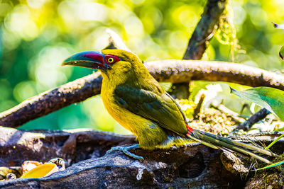 Close-up of bird perching on branch