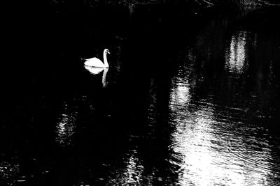 Swan swimming in lake