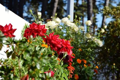 Close-up of red flowers