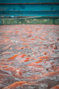 Close-up of fish in sea