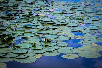 Close-up of lotus water lily in pond