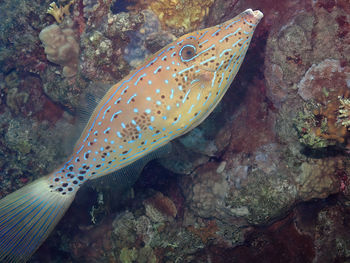 A scribbled leatherjacket - aluterus scriptus - in the red sea, egypt