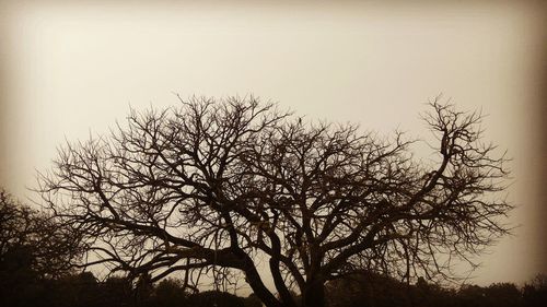 Silhouette of tree at sunset