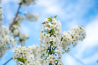 Low angle view of white flowers on tree