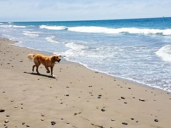 Golden retriever playing along the beach in santa barbara