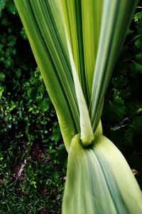 Close-up of green leaf