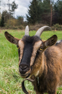 Close-up of goat on field