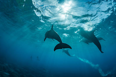 Indian bottlenose dolphin