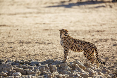 Cheetah walking on field