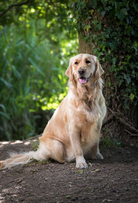 Portrait of dog sitting on rock in forest