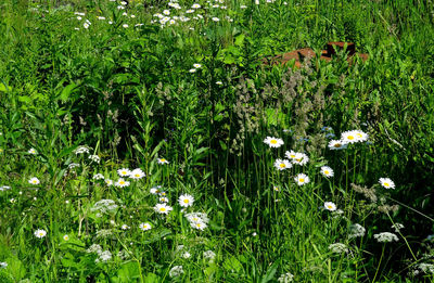 View of flowering plants growing on field