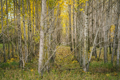 View of trees in forest