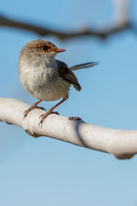 Close-up of bird perching on a branch