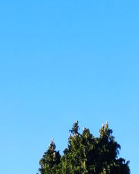 Low angle view of trees against clear blue sky