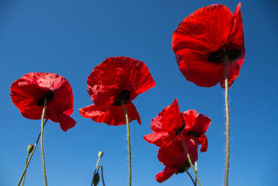 Close-up of red poppy flowers against sky