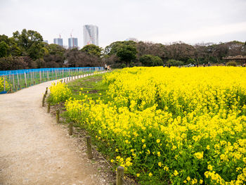 Scenic view of yellow flowering plants on field against sky