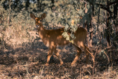 Deer standing on field