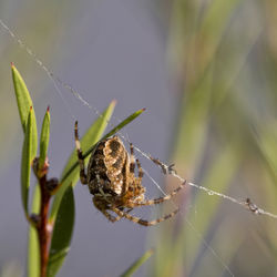 Close-up of spider on web